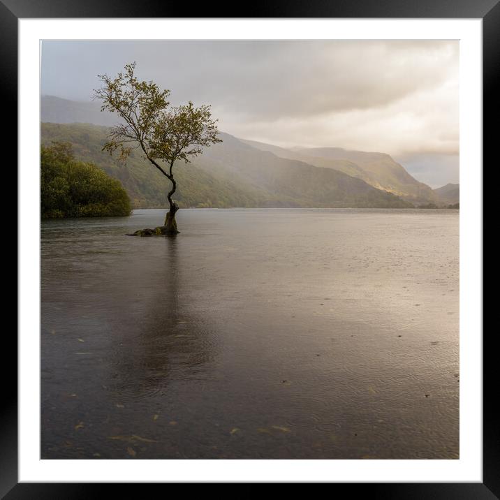 Rain shower over the Lonely tree Framed Mounted Print by Jason Wells