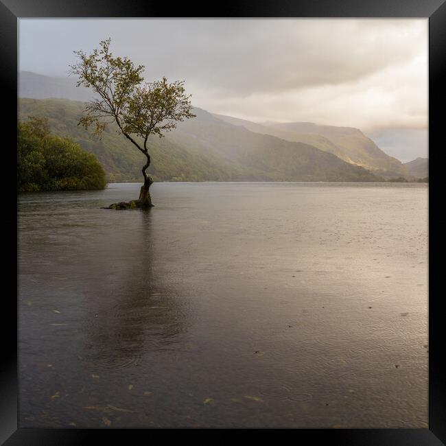 Rain shower over the Lonely tree Framed Print by Jason Wells