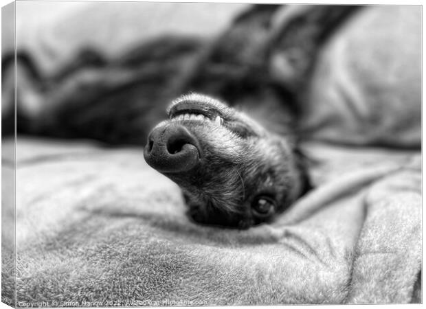Relaxing Lurcher Canvas Print by Simon Marlow