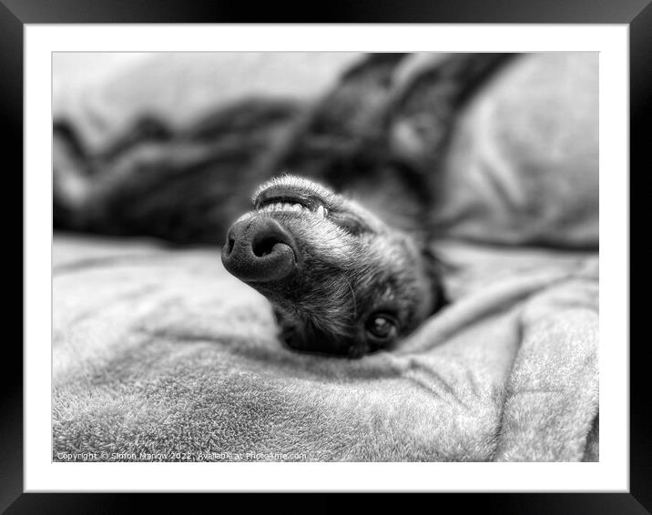 Relaxing Lurcher Framed Mounted Print by Simon Marlow