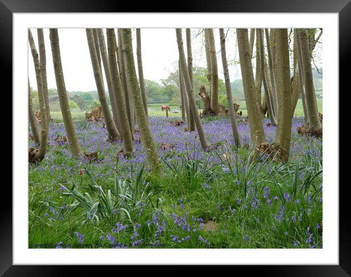 The beauty of a wooded area with spring bluebells Framed Mounted Print by Peter Hodgson