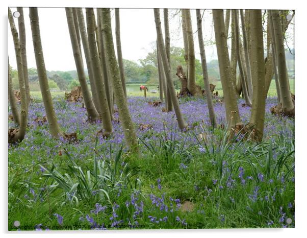 The beauty of a wooded area with spring bluebells Acrylic by Peter Hodgson