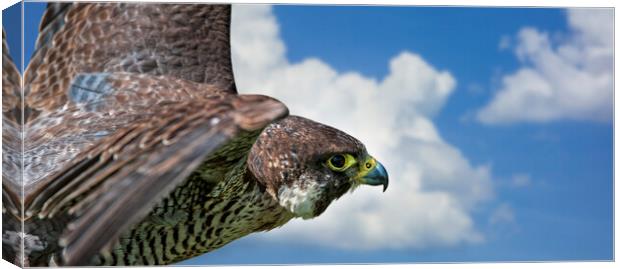 Peregrine Falcon in Flight Canvas Print by Arterra 