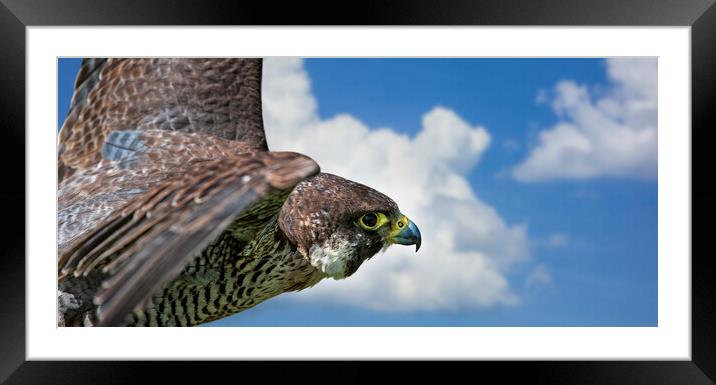 Peregrine Falcon in Flight Framed Mounted Print by Arterra 