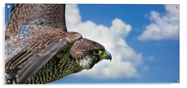 Peregrine Falcon in Flight Acrylic by Arterra 