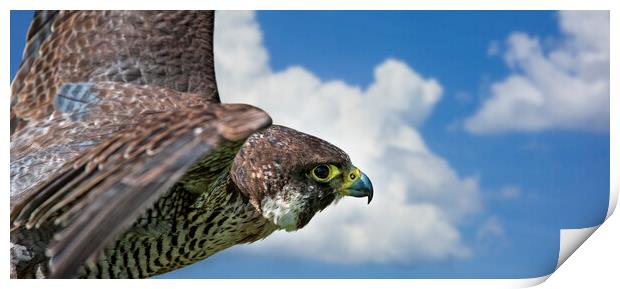 Peregrine Falcon in Flight Print by Arterra 