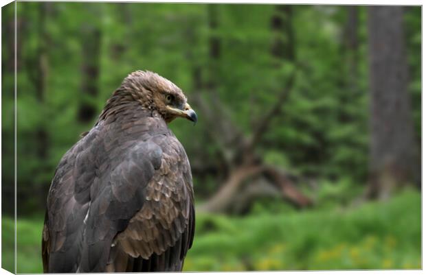 Lesser Spotted Eagle Canvas Print by Arterra 
