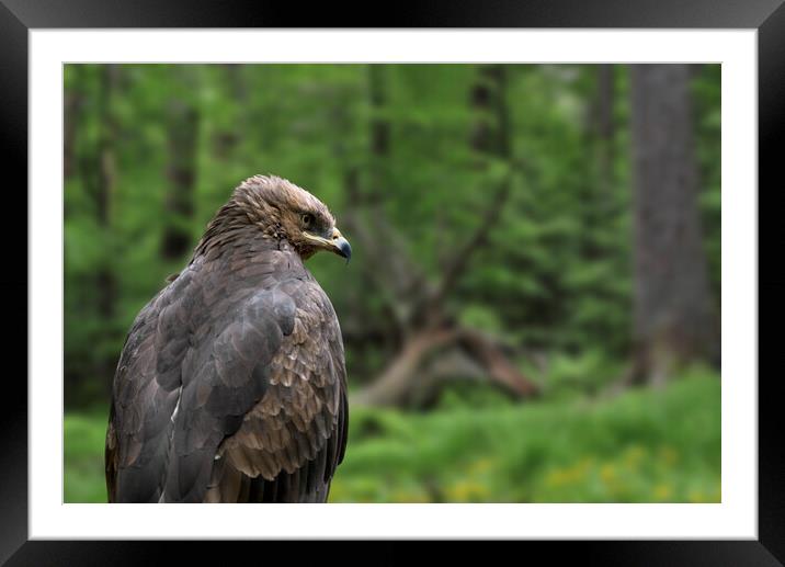 Lesser Spotted Eagle Framed Mounted Print by Arterra 