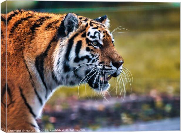 Majestic Siberian Tiger Roaming through the Grass Canvas Print by Martin Day