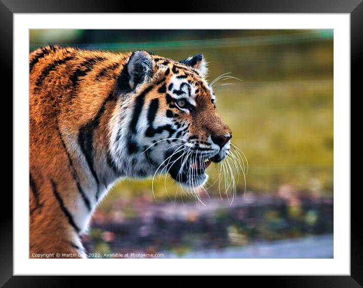 Majestic Siberian Tiger Roaming through the Grass Framed Mounted Print by Martin Day