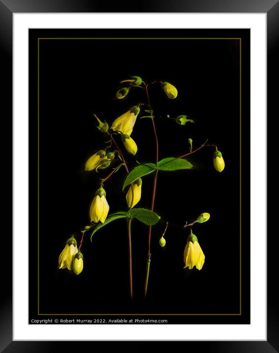 Kirengeshoma palmata Framed Mounted Print by Robert Murray