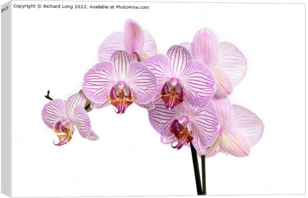 Purple striped multi flower orchid Canvas Print by Richard Long