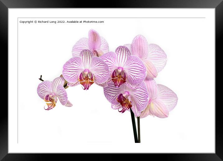 Purple striped multi flower orchid Framed Mounted Print by Richard Long