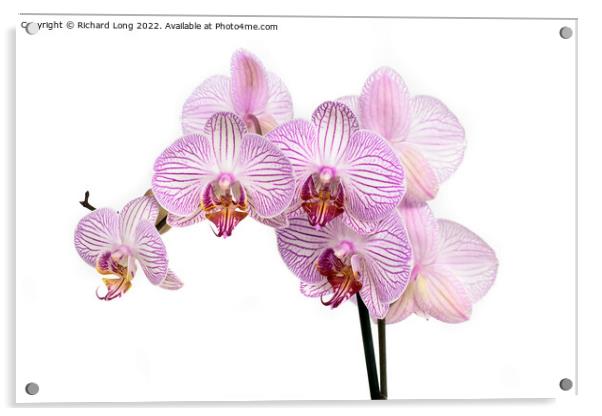 Purple striped multi flower orchid Acrylic by Richard Long