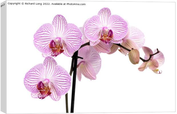 Purple patterned Orchid  Canvas Print by Richard Long