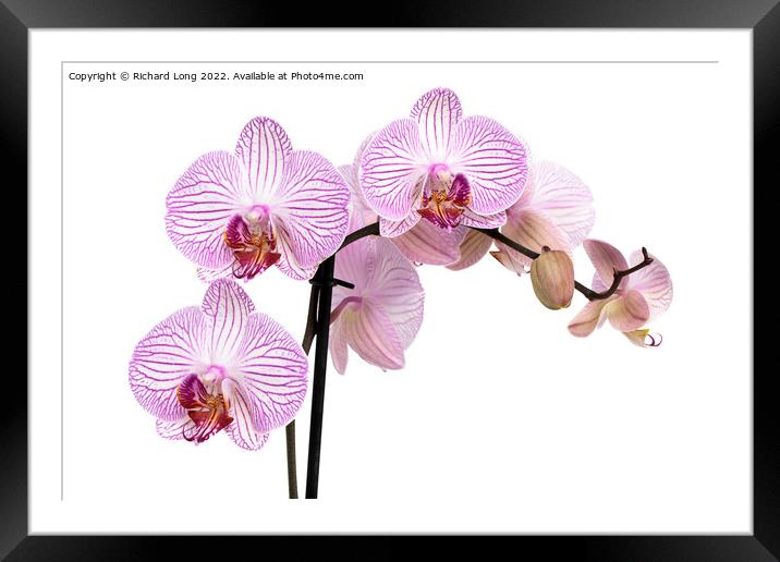 Purple patterned Orchid  Framed Mounted Print by Richard Long
