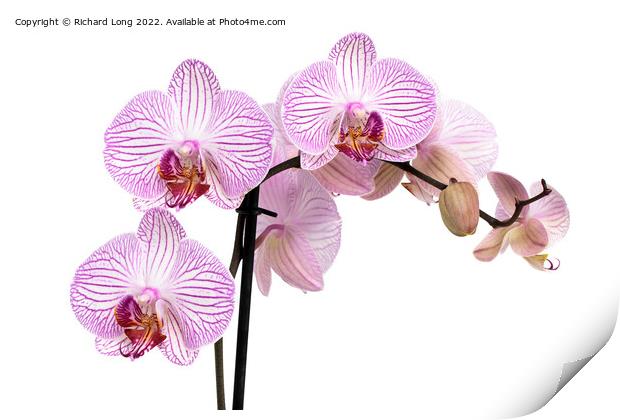 Purple patterned Orchid  Print by Richard Long