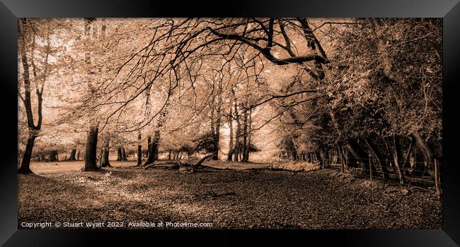 Sunlight through trees in sepia Framed Print by Stuart Wyatt