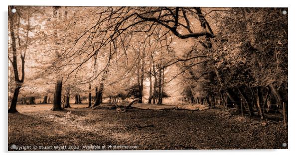 Sunlight through trees in sepia Acrylic by Stuart Wyatt