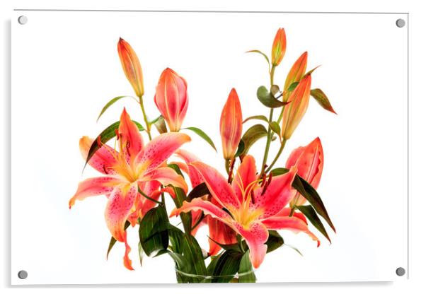 Orange Lilies Acrylic by Richard Long
