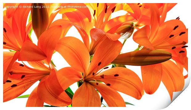 Orange Lilies Print by Richard Long