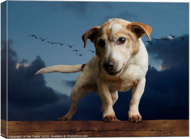 Jack Russell Canvas Print by Nik Taylor