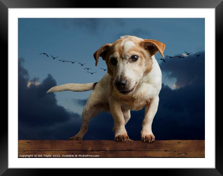 Jack Russell Framed Mounted Print by Nik Taylor