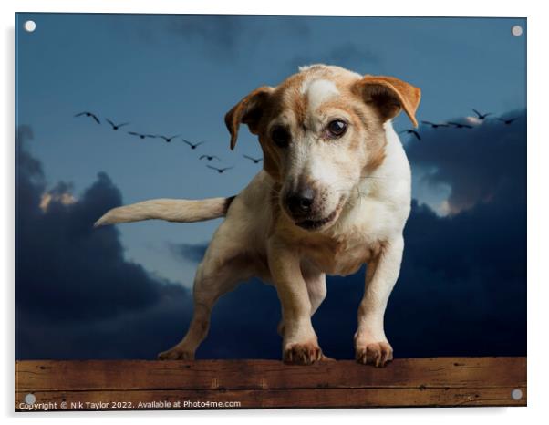 Jack Russell Acrylic by Nik Taylor