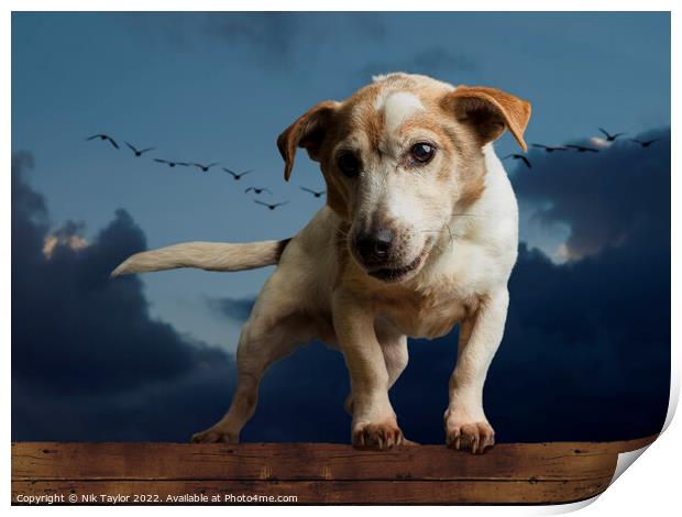 Jack Russell Print by Nik Taylor
