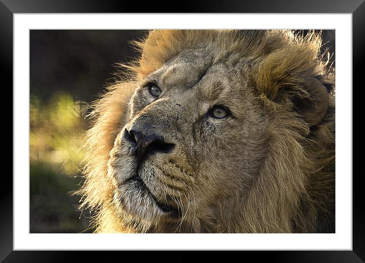 Asiatic Lion - Feeling the Sun. Framed Mounted Print by Celtic Origins