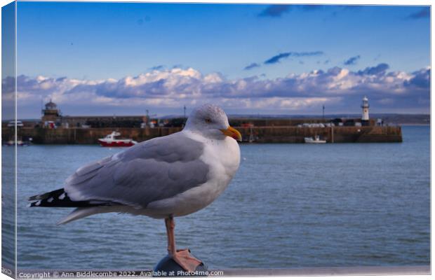 St Ives Seagull with lighthouse  Canvas Print by Ann Biddlecombe