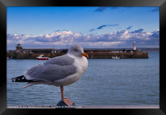 St Ives Seagull with lighthouse  Framed Print by Ann Biddlecombe