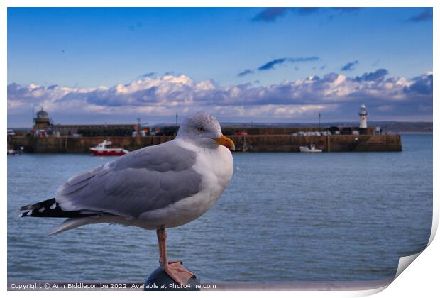 St Ives Seagull with lighthouse  Print by Ann Biddlecombe