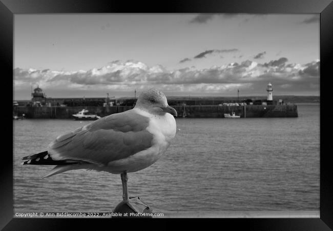 monochrome St Ives Seagull with lighthouse  Framed Print by Ann Biddlecombe