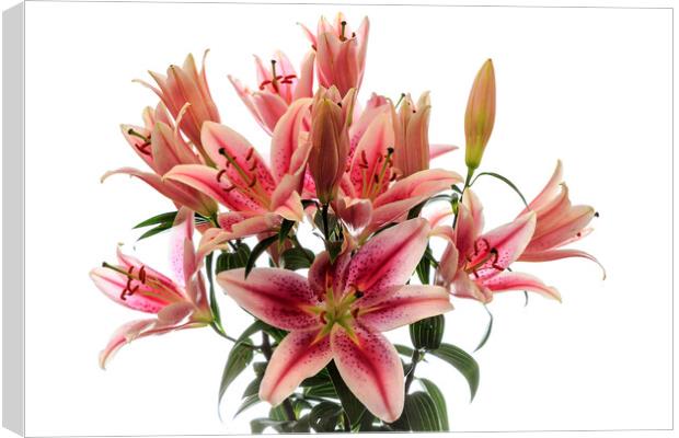 Pink  Lilies Canvas Print by Richard Long