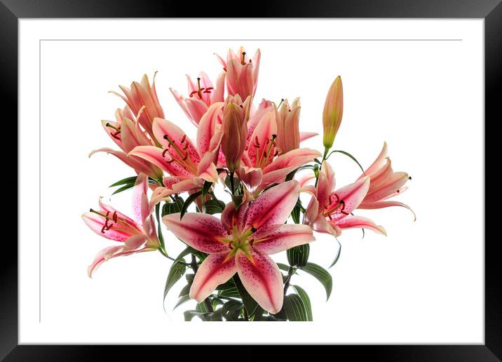 Pink  Lilies Framed Mounted Print by Richard Long