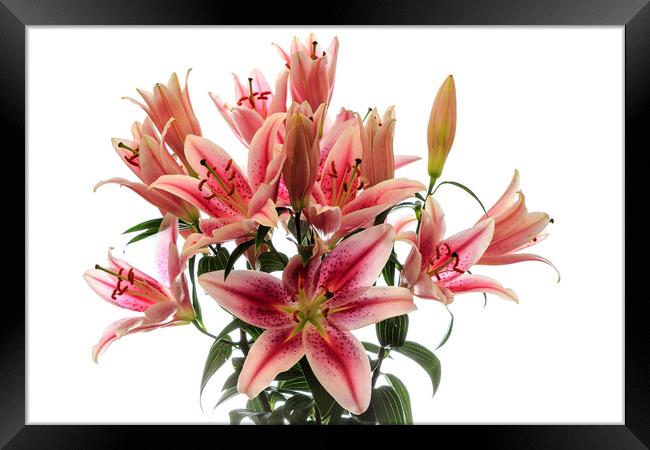 Pink  Lilies Framed Print by Richard Long