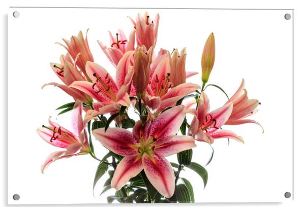Pink  Lilies Acrylic by Richard Long