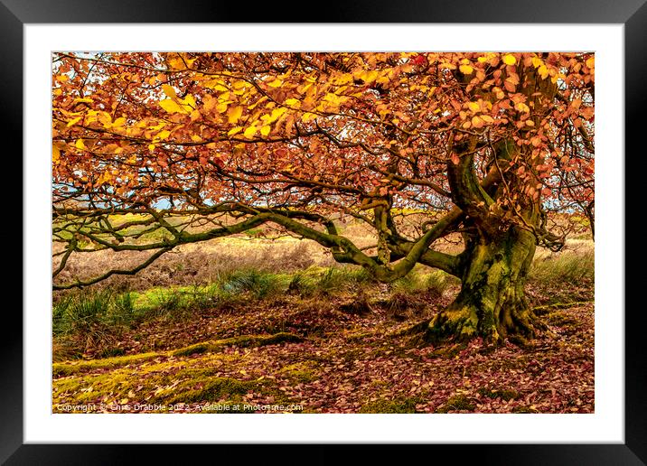 Autumn colours in Longshaw Estate Framed Mounted Print by Chris Drabble