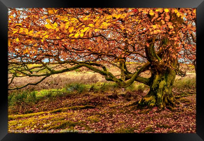 Autumn colours in Longshaw Estate Framed Print by Chris Drabble