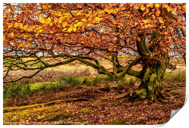 Autumn colours in Longshaw Estate Print by Chris Drabble