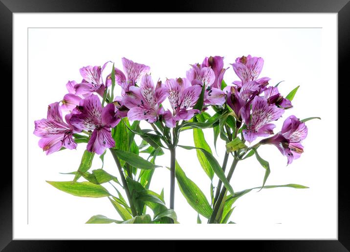Purple Alstroemeria flowers Framed Mounted Print by Richard Long
