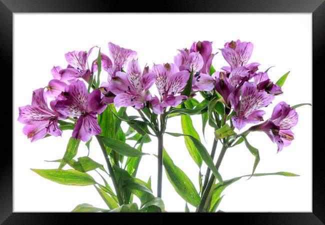 Purple Alstroemeria flowers Framed Print by Richard Long