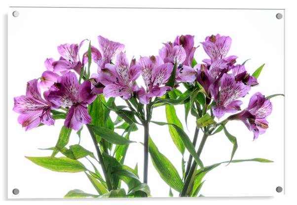 Purple Alstroemeria flowers Acrylic by Richard Long