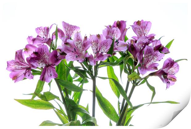 Purple Alstroemeria flowers Print by Richard Long