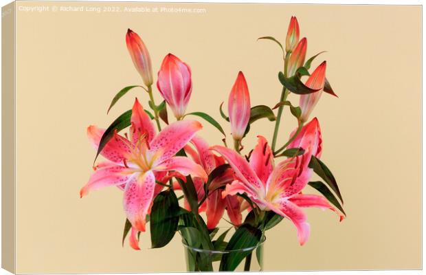 Vivid Pink Lilies Canvas Print by Richard Long