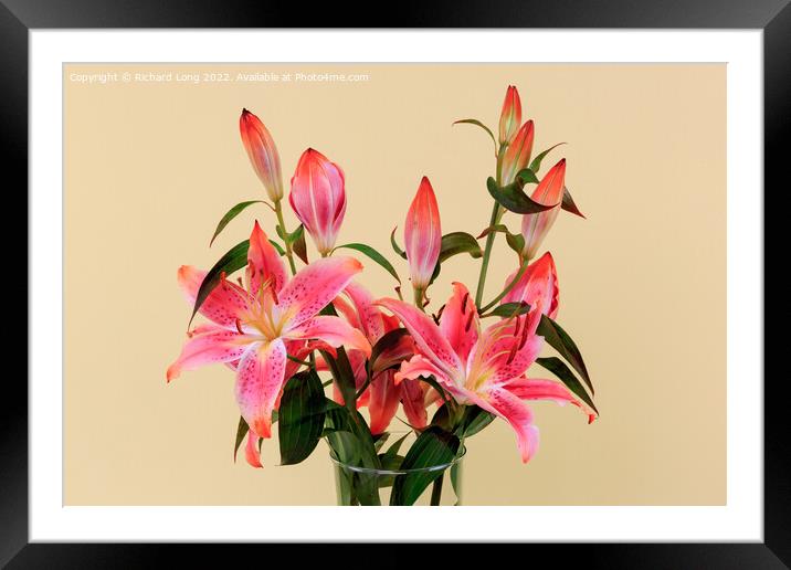 Vivid Pink Lilies Framed Mounted Print by Richard Long
