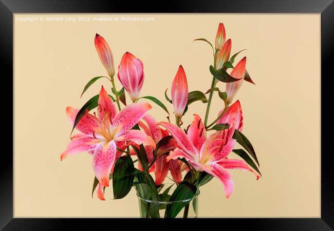 Vivid Pink Lilies Framed Print by Richard Long