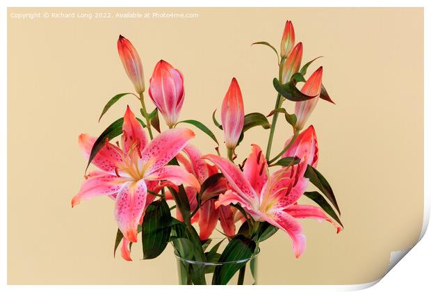 Vivid Pink Lilies Print by Richard Long