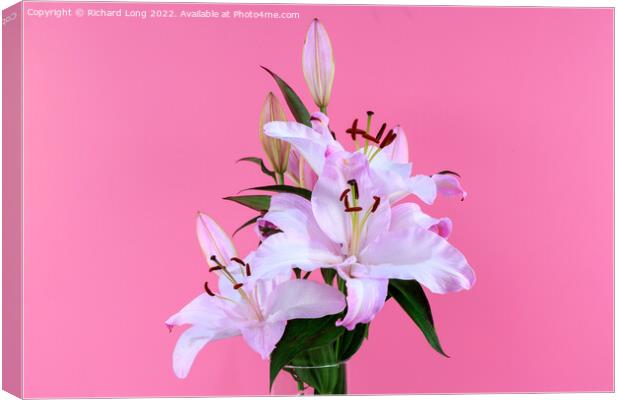 Pink Lilies Canvas Print by Richard Long